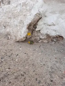 Jacquelien 05 Blij dat ik groei